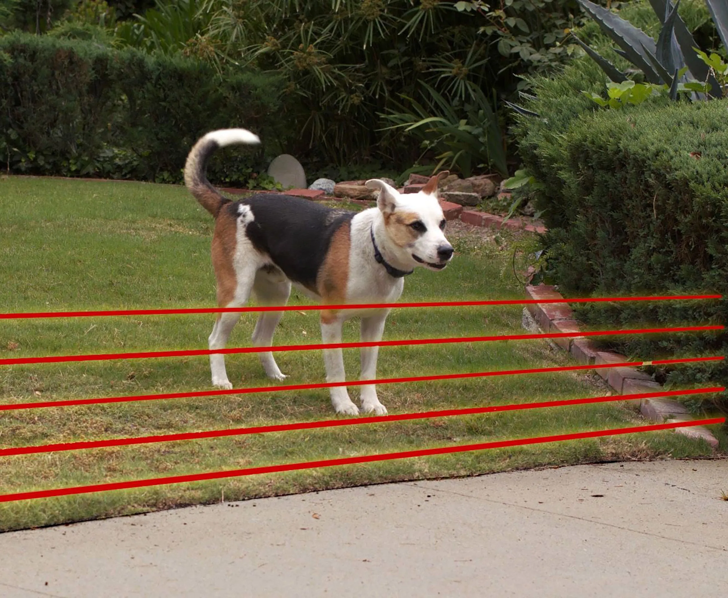X-10 Rechargeable Multi-Function Electronic Dog Fence
